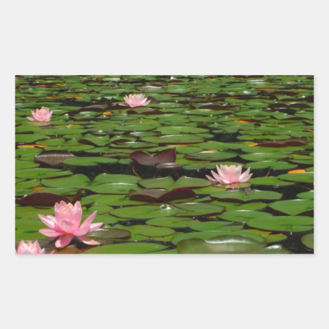 Sticker Rectangulaire Etang de fleurs de lys d'eau rose (Devant)