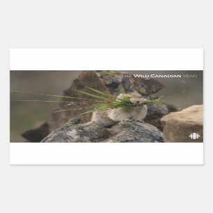 Sticker Rectangulaire Été - American Pica