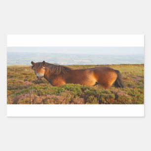 Sticker Rectangulaire Exmoor pony, cheval, Somerset, Angleterre