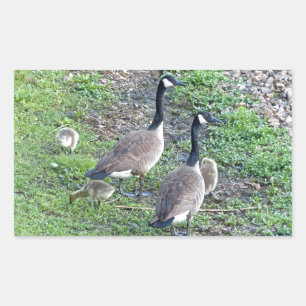 Sticker Rectangulaire Famille canadienne d'oies