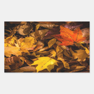 Sticker Rectangulaire Feuille d'automne de flambage