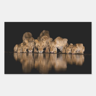 Sticker Rectangulaire Fierté de lions buvant au point d'eau la nuit