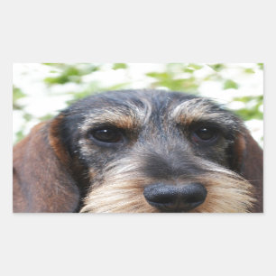 Sticker Rectangulaire Fil miniature Haired Dachshund