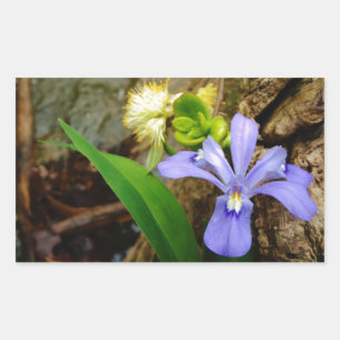 Sticker Rectangulaire Fleur blanche pourpre bleu Iris