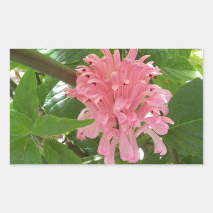 Sticker Rectangulaire Fleur de plume brésilienne