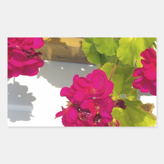 Sticker Rectangulaire Fleur florale rose assez foncée Geranium (Devant)