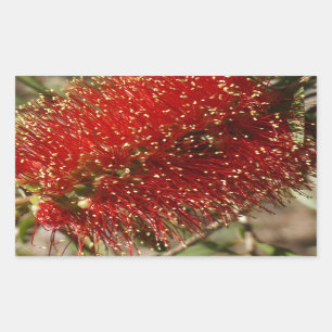 STICKER RECTANGULAIRE FLEUR ROUGE AUSTRALIE D'ARBRE DE BROSSE DE