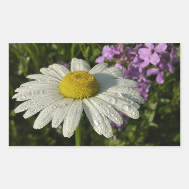 Sticker Rectangulaire Fleur sauvage Daisy et Summer Lilac (Devant)