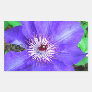 Sticker Rectangulaire Fleur violette Clematis