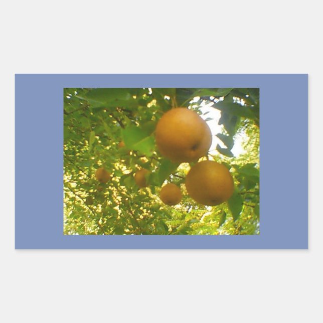 Sticker Rectangulaire Fleurs de poirier (Devant)