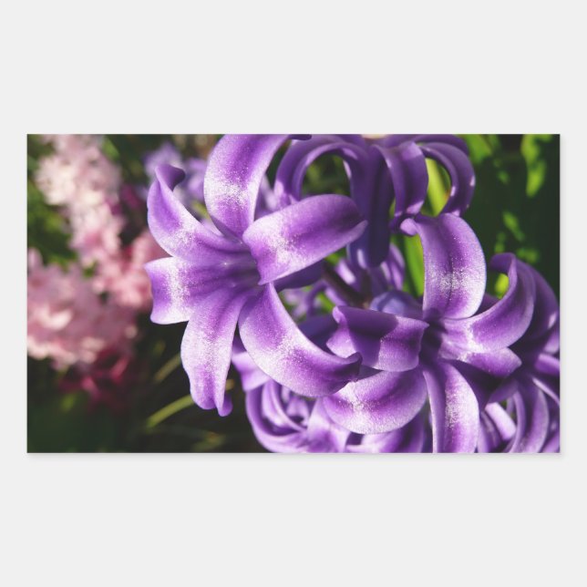 Sticker Rectangulaire Floral Blue Hyacinth (Devant)