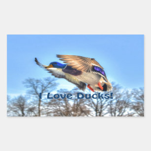 Sticker Rectangulaire Flying Mallard Duck Drake Wildlife Photo