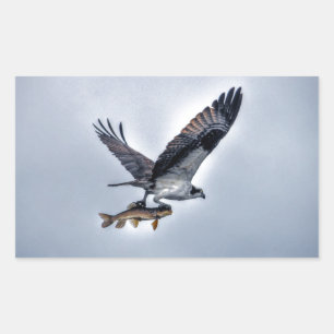 Sticker Rectangulaire Flying Osprey with Walleye Fishing HDR Photo