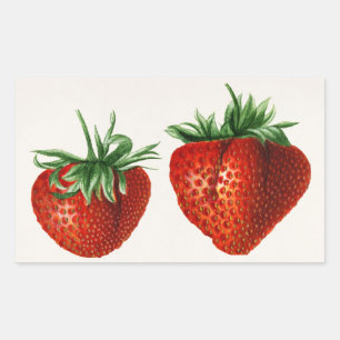 Sticker Rectangulaire Fraise vintage
