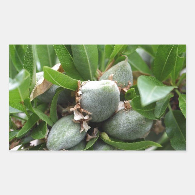 Sticker Rectangulaire Fruits verts d'un amandier (Devant)