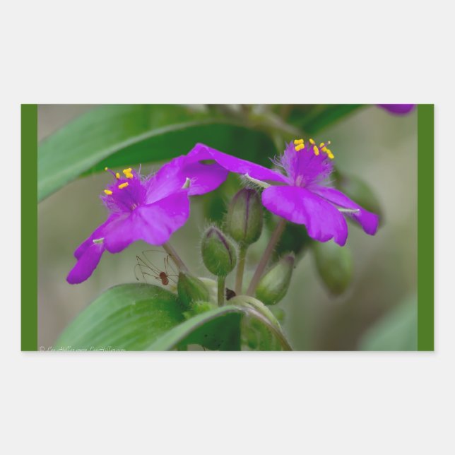 Sticker Rectangulaire Fuchsia Spiderwort Twins Fleur sauvage Cadeaux Vêt (Devant)