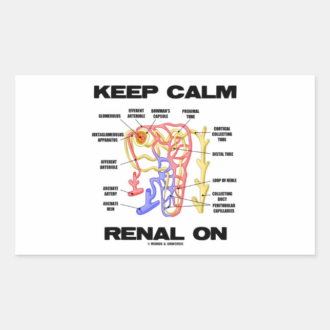 Sticker Rectangulaire Gardez Le Renal Calme (Néphron Du Rein) (Devant)