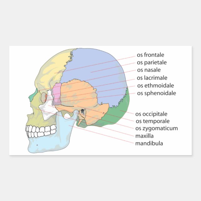 Sticker Rectangulaire Graphique Nom de l'os crânien humain (Devant)