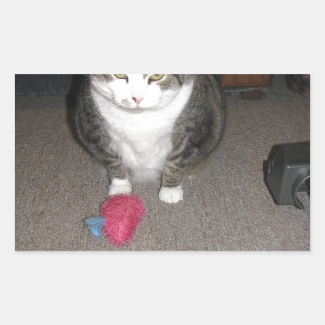 Sticker Rectangulaire Grumpy Fat Cat n'est pas amusé (Devant)