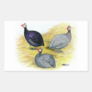 Sticker Rectangulaire Guineas violet, corail bleu et lavendar
