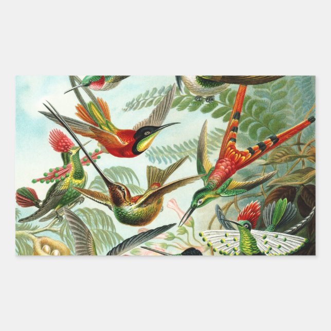 Sticker Rectangulaire Haeckel Hummingbirds (Devant)