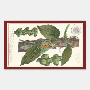 Sticker Rectangulaire Herbes et épices alimentaires vintage, plante de p