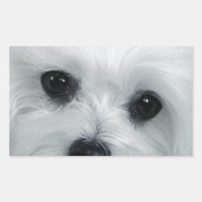 Sticker Rectangulaire Hermes le Maltais (Devant)