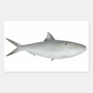 Sticker Rectangulaire Hilsa Shad