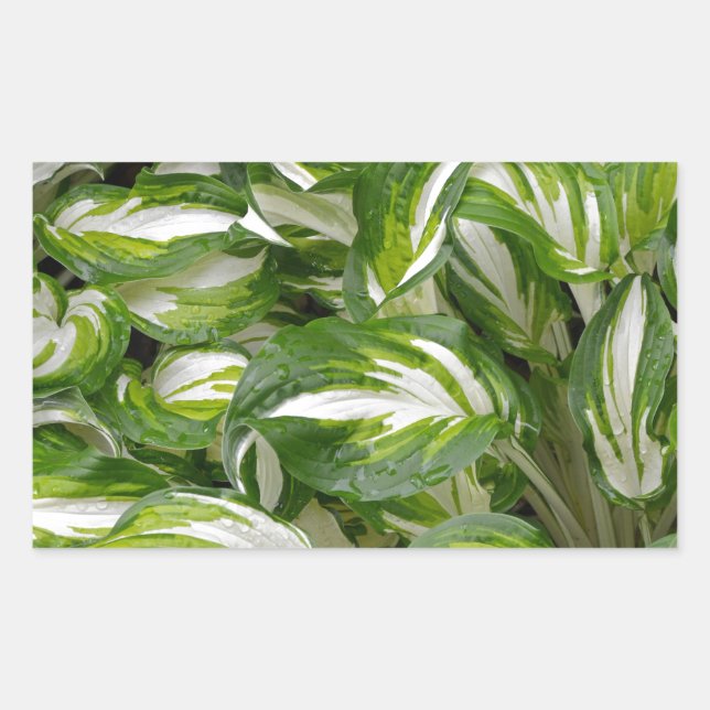 Sticker Rectangulaire Hosta feuille rayé vert et blanc (Devant)