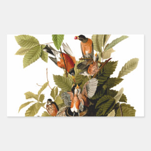 Sticker Rectangulaire Illustration Audubon American Robin Wildlife Bird