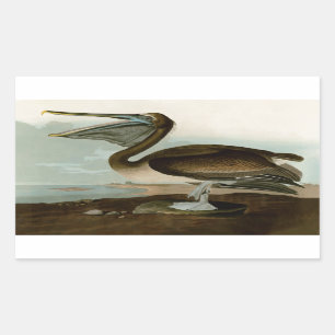 Sticker Rectangulaire John James Audubon Peinture Pélicane Brown