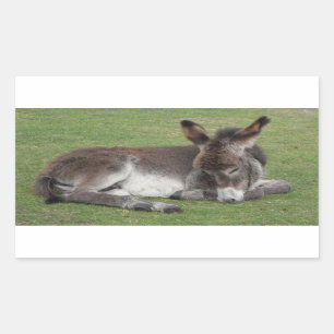 Sticker Rectangulaire Joli âne chocolat bébé poulain dormant