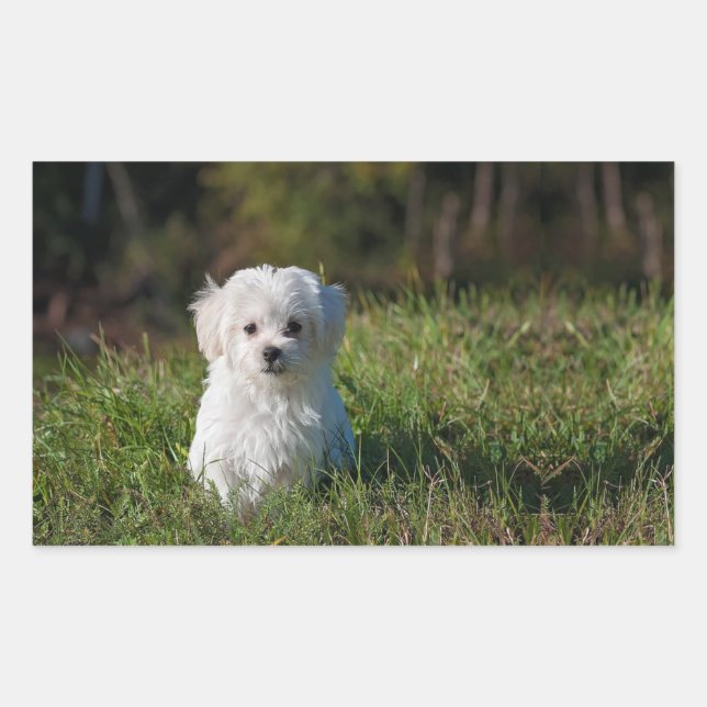 Sticker Rectangulaire Joli chiot blanc (Devant)