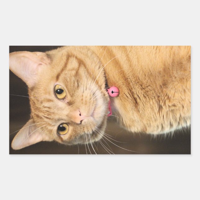 Sticker Rectangulaire Joli Penny (Devant)