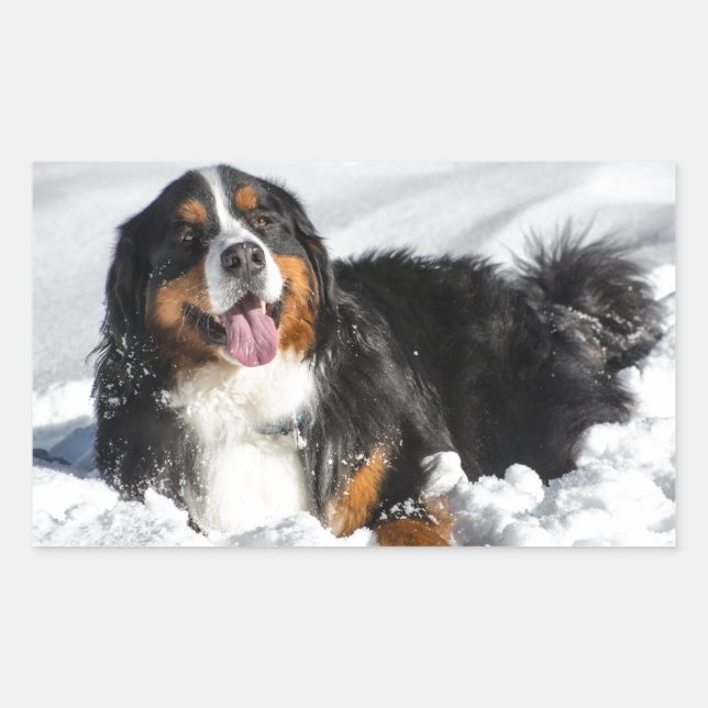 Sticker Rectangulaire Joyeux Chien De Montagne Bernois En Neige D'Hiver (Devant)