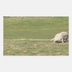 Sticker Rectangulaire Joyeux porc