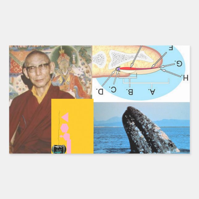 Sticker Rectangulaire La baleine à ongles (Devant)