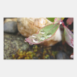 Sticker Rectangulaire La pluie tombe sur la feuille