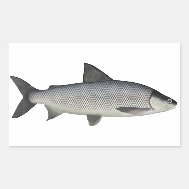 Sticker Rectangulaire Lac Whitefish (Devant)