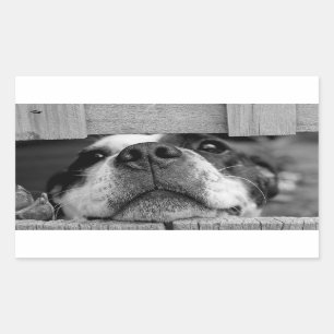 Sticker Rectangulaire Le chien drôle collant maintenant sous la
