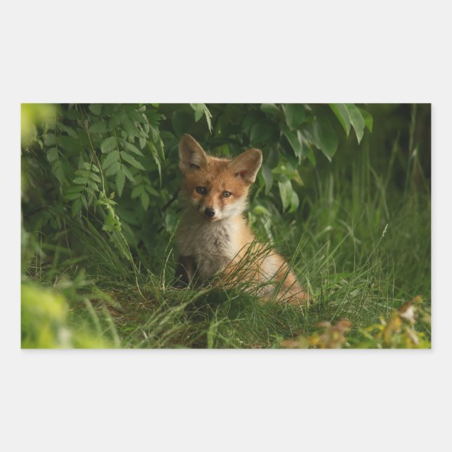Sticker Rectangulaire Le chou renard dans une forêt verte (Devant)