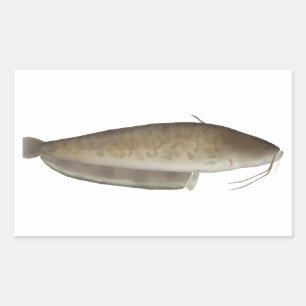 Sticker Rectangulaire Le poisson-chat d'Aristote