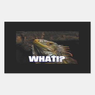 Sticker Rectangulaire Le Quoi ! ? Iguana