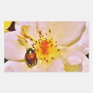 Sticker Rectangulaire Le scarabée japonais sur la rose blanche