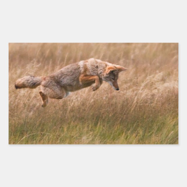 Sticker Rectangulaire Leapage de coyote - Gibbon Meadows (Devant)