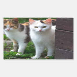 Sticker Rectangulaire Les chats jouent