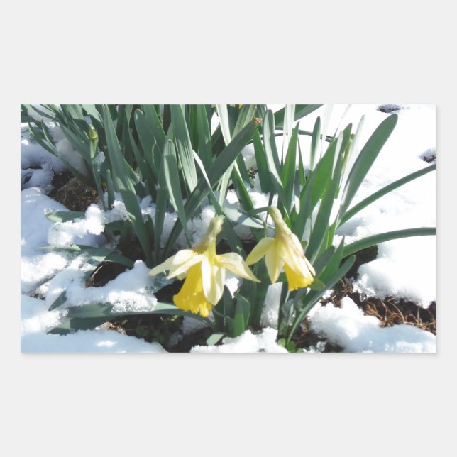 Sticker Rectangulaire Les jonquilles jaunes dans la neige (Devant)