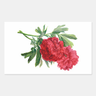 Sticker Rectangulaire Les pivoines rouges tirées de la nature