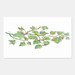 Sticker Rectangulaire Lierre anglais