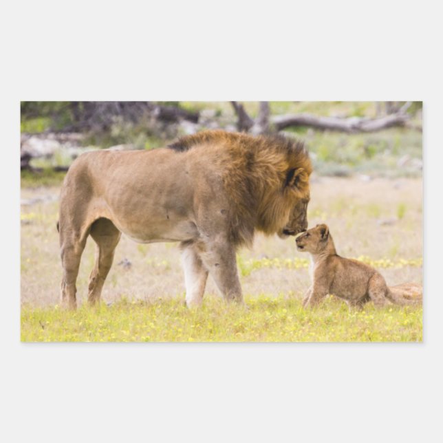 Sticker Rectangulaire Lion mâle Alpha inspecte le petit (Devant)